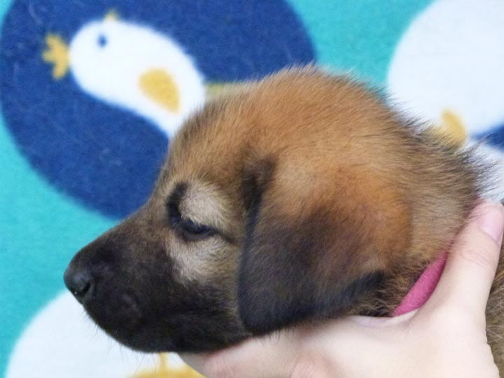 chinook puppy